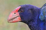 South Island Takahe